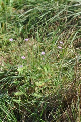 Geranium pyrenaicum