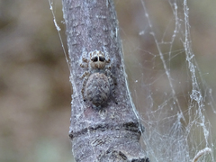 Philaeus chrysops