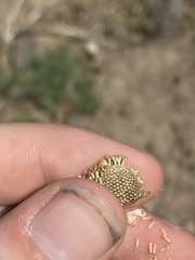 Tripleurospermum inodorum