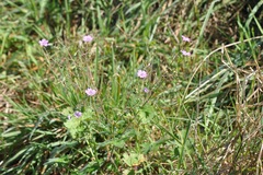 Geranium pyrenaicum