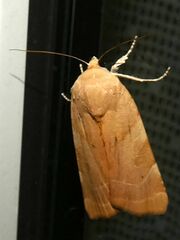 Noctua fimbriata