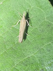 Fissicrambus mutabilis