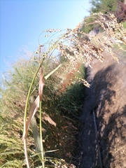 Panicum miliaceum miliaceum