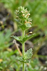 Euphrasia hirtella