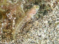 Vanneaugobius canariensis