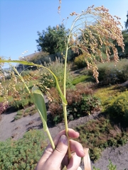 Panicum miliaceum miliaceum