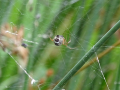 Frontinellina frutetorum