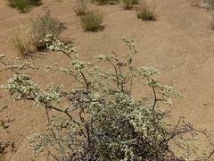 Eriogonum plumatella