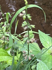 Salvia lyrata