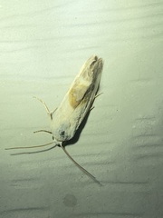 Ponometia candefacta