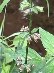 Salvia lyrata