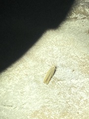 Limnaecia phragmitella