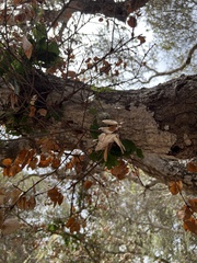 Phytophthora ramorum