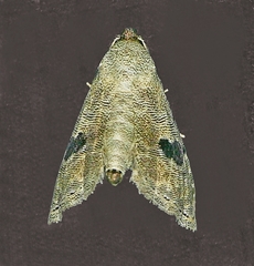 Abablemma duomaculata