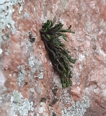 Hedwigia ciliata