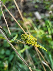 Daktulosphaira vitifoliae