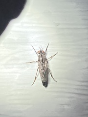 Ozodiceromyia
