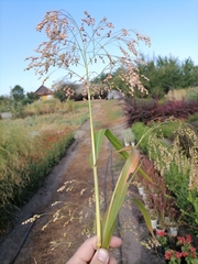 Panicum miliaceum miliaceum