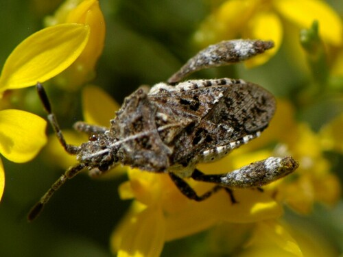 Merocoris curtatus