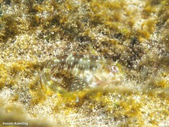 Scartella cristata