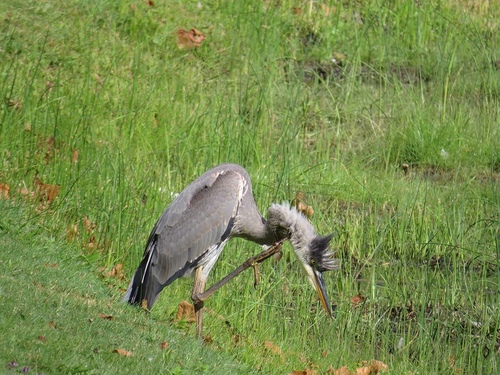 Great Blue Heron photographed in New Jersey
