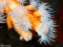 Dendrophyllia ramea