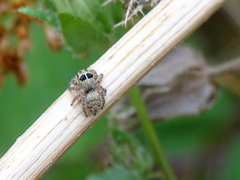 Philaeus chrysops