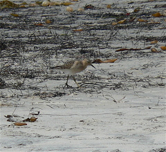 Calidris subruficollis