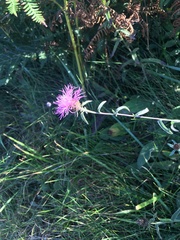 Centaurea decipiens