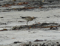 Calidris subruficollis