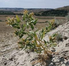 Mentzelia decapetala