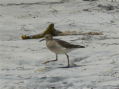 Calidris subruficollis