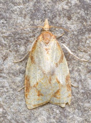 Cenopis reticulatana