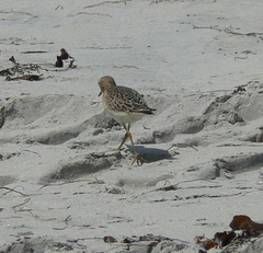 Calidris subruficollis