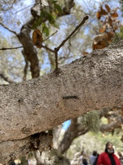 Phryganidia californica