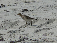 Calidris subruficollis