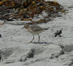 Calidris subruficollis