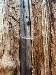 Zootermopsis nevadensis