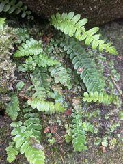 Struthiopteris spicant