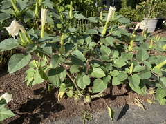 Datura