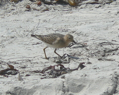 Calidris subruficollis