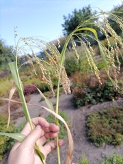 Panicum miliaceum miliaceum