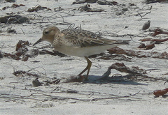 Calidris subruficollis