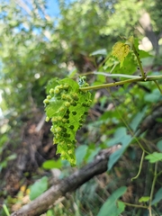Daktulosphaira vitifoliae
