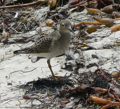Calidris subruficollis