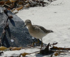 Calidris subruficollis