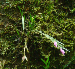 Isochilus linearis