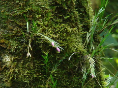 Isochilus linearis