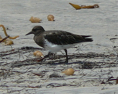 Arenaria melanocephala