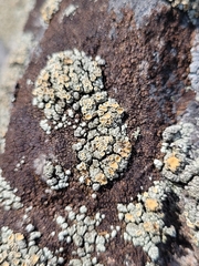 Rhizoplaca subdiscrepans